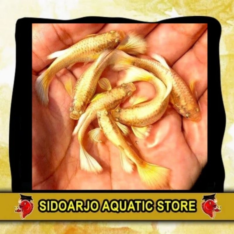 HIASAN AKUARIUM FULL GOLD / SUPER GOLD GUPPY / GUPPY GOLD / GUPPY SUPERGOLD