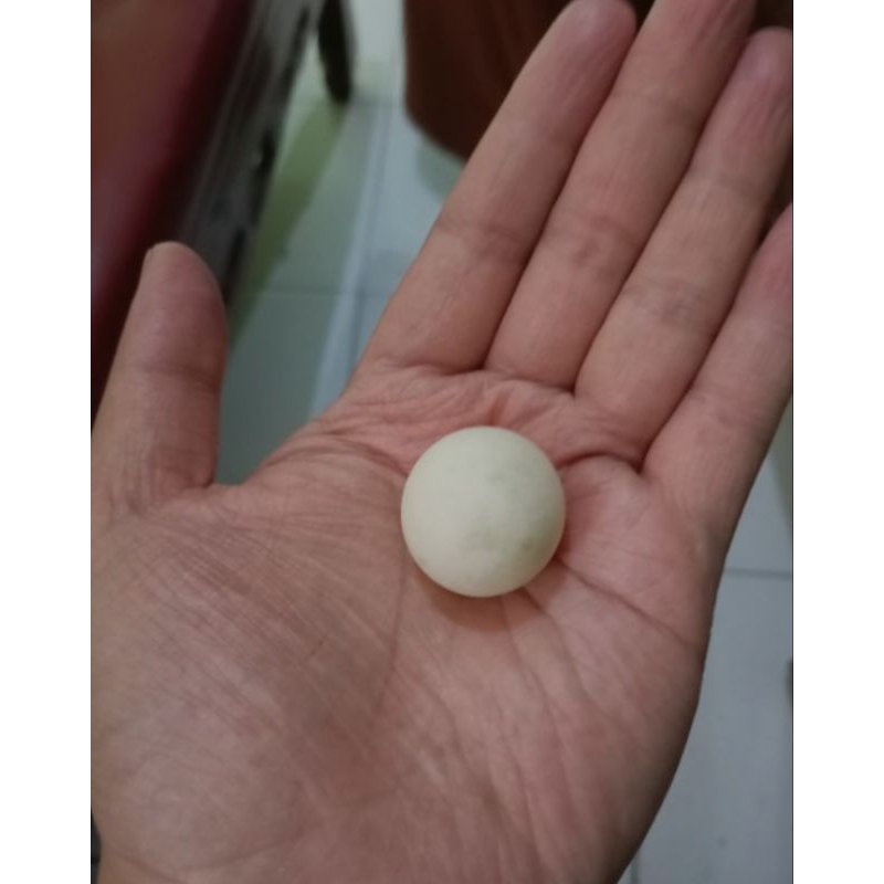 telur ayam jantan