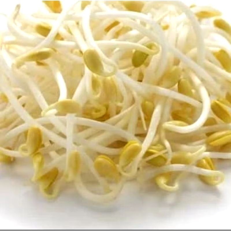 

Kecambah Tauge segar || KRIEGER