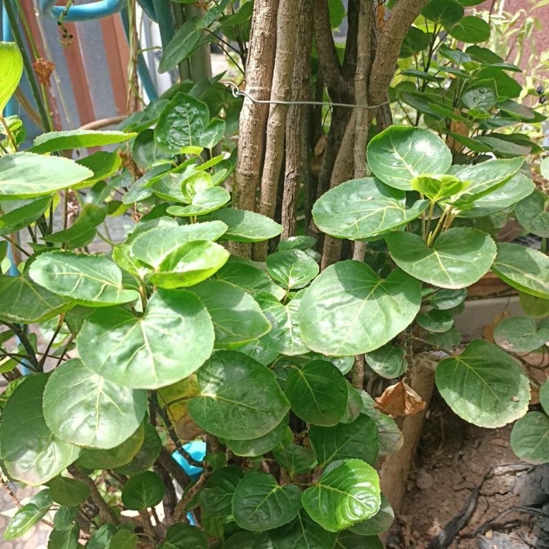 

Daun mangkokan dipetik saat segar