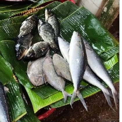 

Ikan Bawal Air Laut