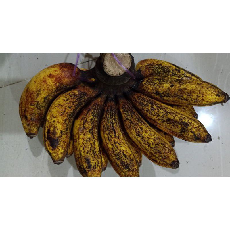 

Pisang Raja Sereh atau Pisang Raja Cere 1 kg