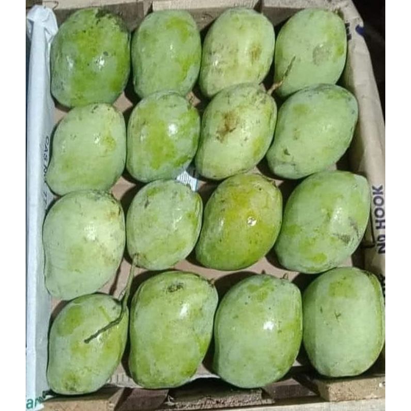 

buah mangga maggel/setengah matang buat lutisan 1 kg