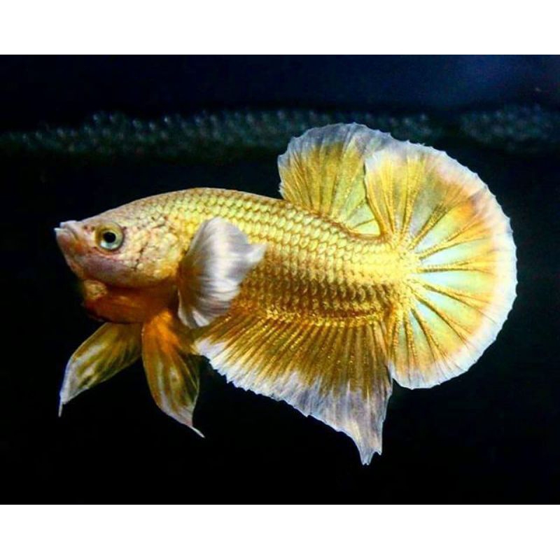 cupang Plakat Dumbo Ear Terbaik&Termurah