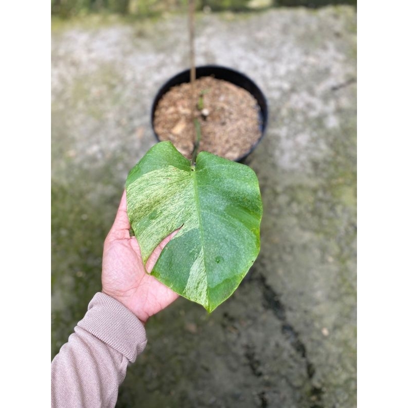 Monstera Mint Varigata
