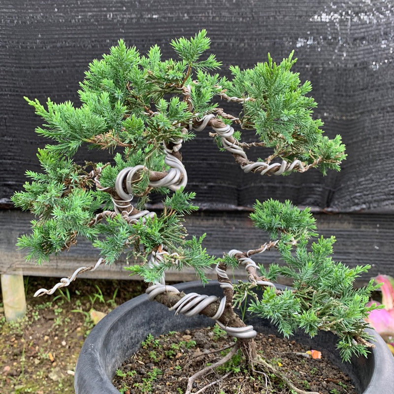 bonsai cemara bajul besar rimbun - bonsai gemoy - bonsai cemara