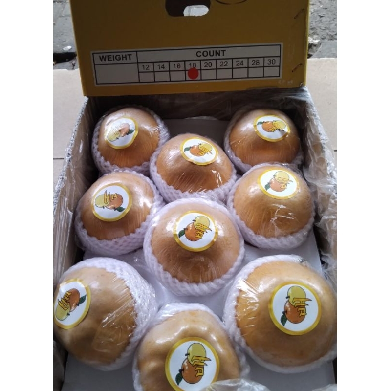Indukbuah Buah Pear Singo Pear Korea Manis 1 Dus