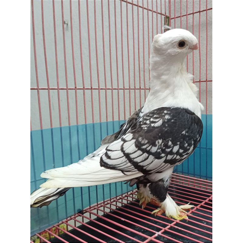 Merpati hias Santinet Blacklace Sepasang