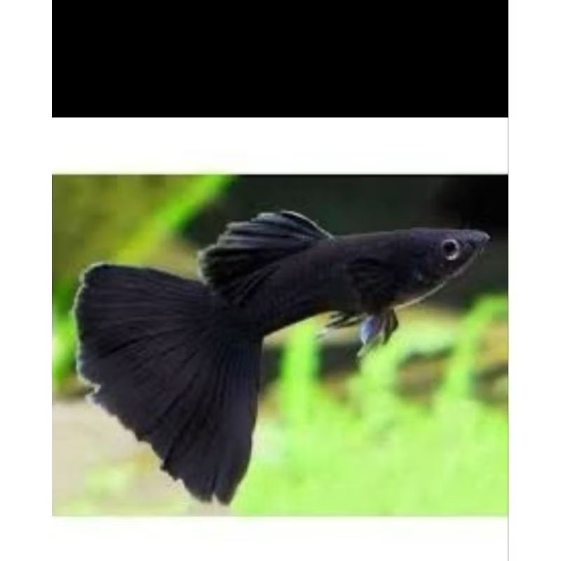 GuppyRed Moscow  Guppy BlackMoscow