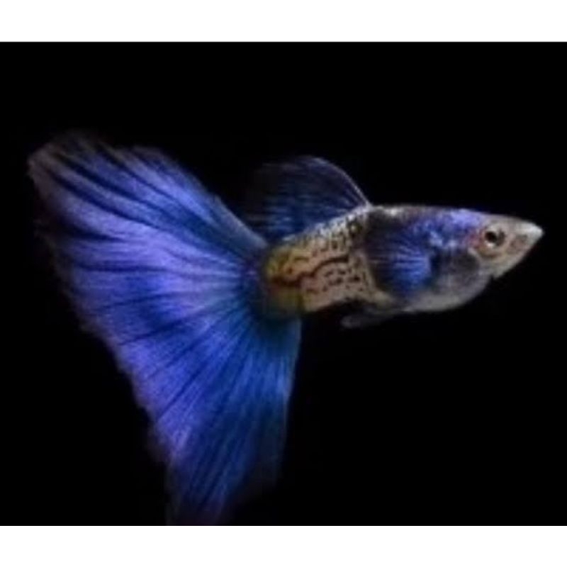 perlengkapan akuarium (guppy mssbt blue tail) 3 pasang