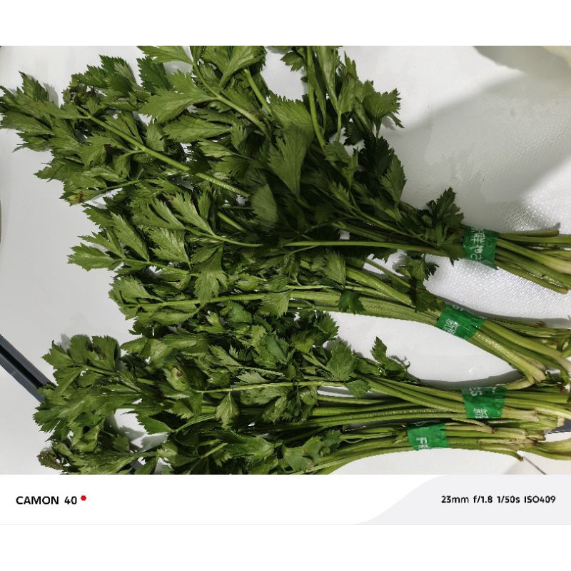 

Daun sop / seledri 50 gr