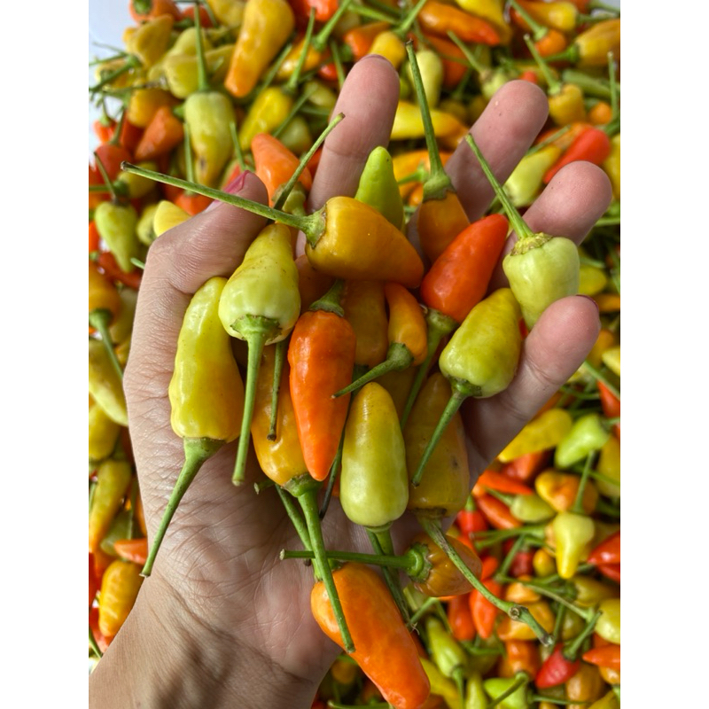

cabe rawit pedas merah oranye hasil tani