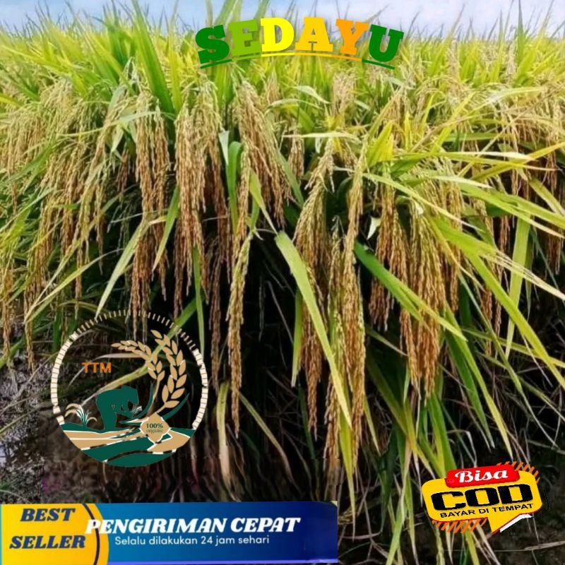 BENIH BIBIT PADI SEDAYU SUPER UNGGUL KEMASAN 1KG