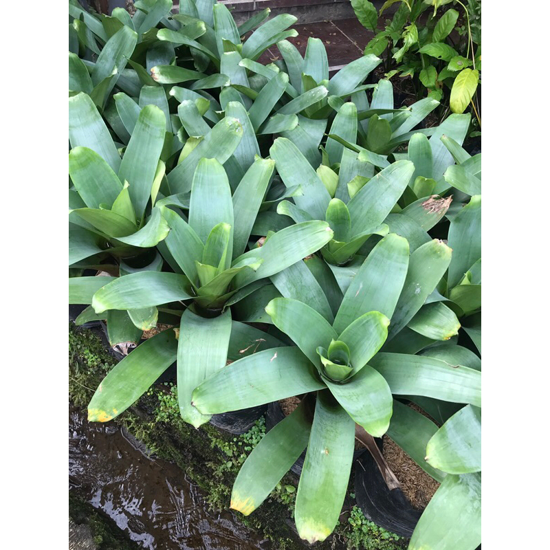 Bromelia giant
