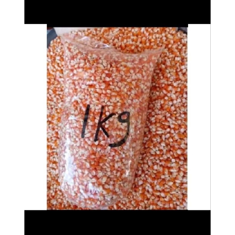 Jagung Kristal Jagung Kecil Buat Pakan Burung Merpati dan Unggas Lainnya