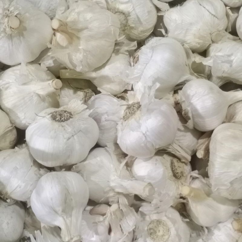 

BAWANG PUTIH KATING KOTOR 1KG