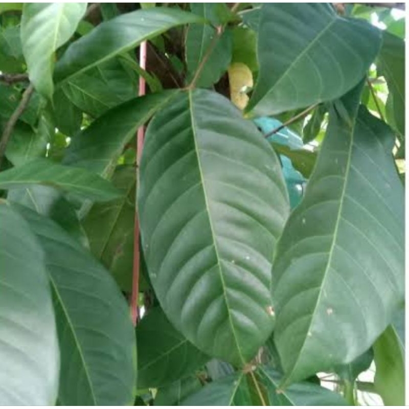 

Daun rambutan segar - daun buah rambutan 500 gram