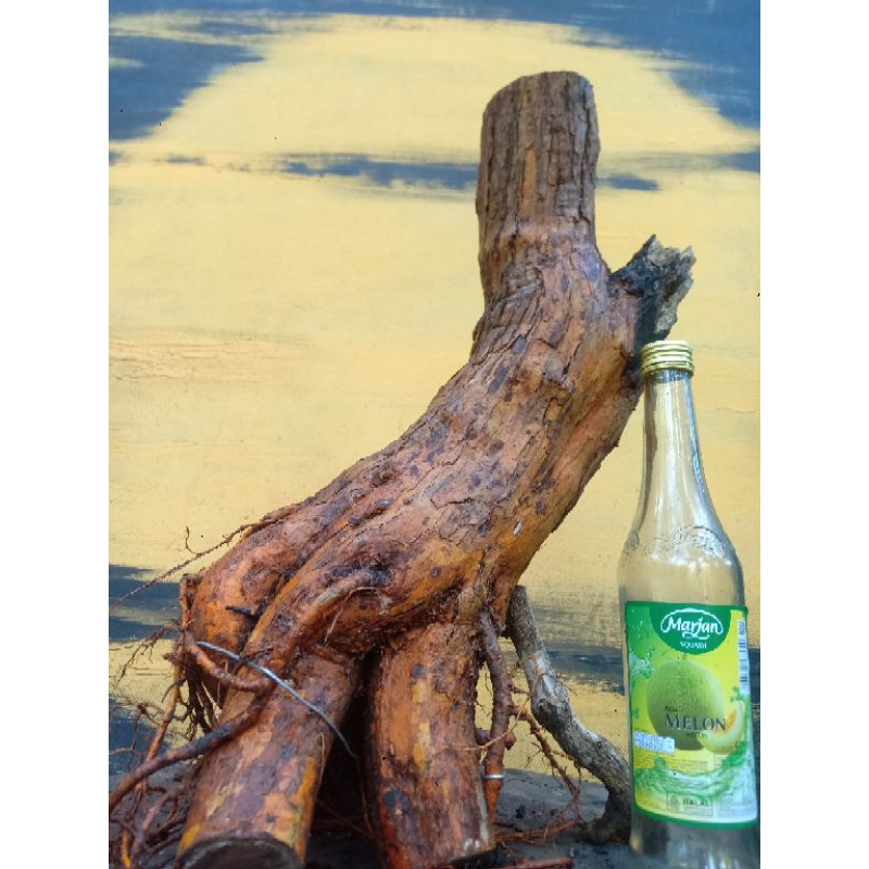 BAHAN BONSAI SISIR KALIAGE BOGEL MENGGEOL