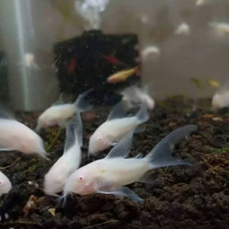 ikan pemakan lumut alga CORYDORAS ALBINO size S isi 5e KHUSUS INSTANT