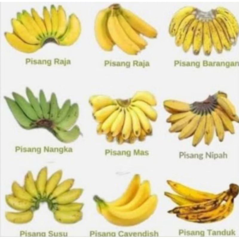 

pisang segar fresh pasar pagi flamboyan