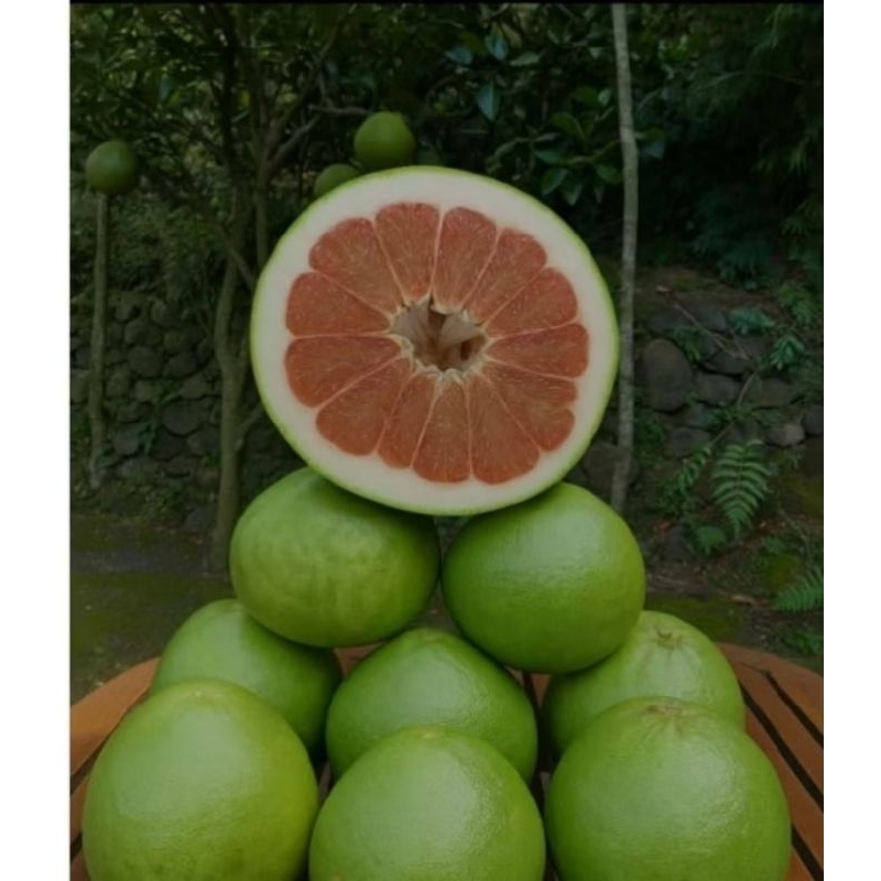 

paket usaha jeruk pamelo berat 1kg isi 10 pcs