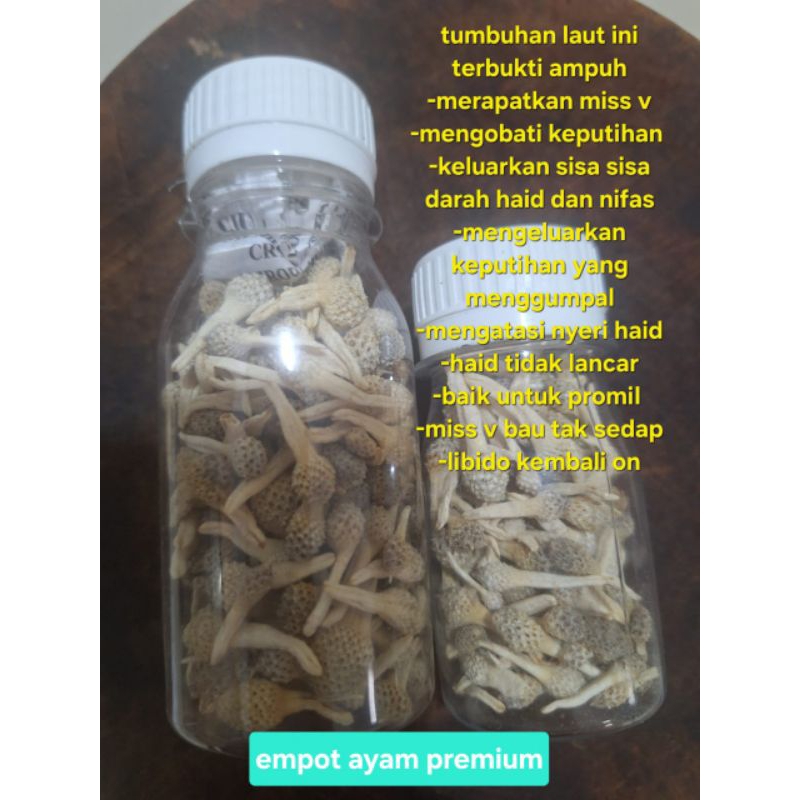 HARGA PROMO JAMU MPOT AYAM PUTIH /ALBINO JAMU EMPOT MADURA (ISI 70ML PUL)