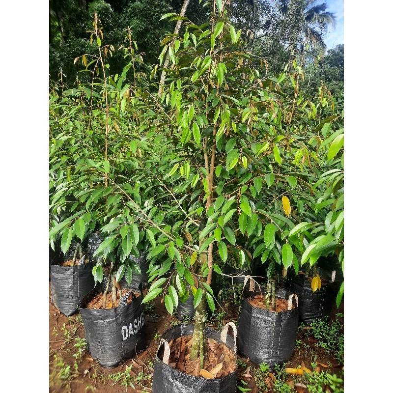 bibitt durian kaki 3 jenis bawor hasil dongkelan