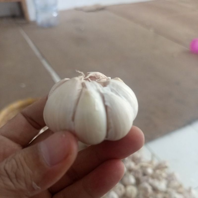 

Bawang Putih Perbulatan Rata2 uk smal 30gr