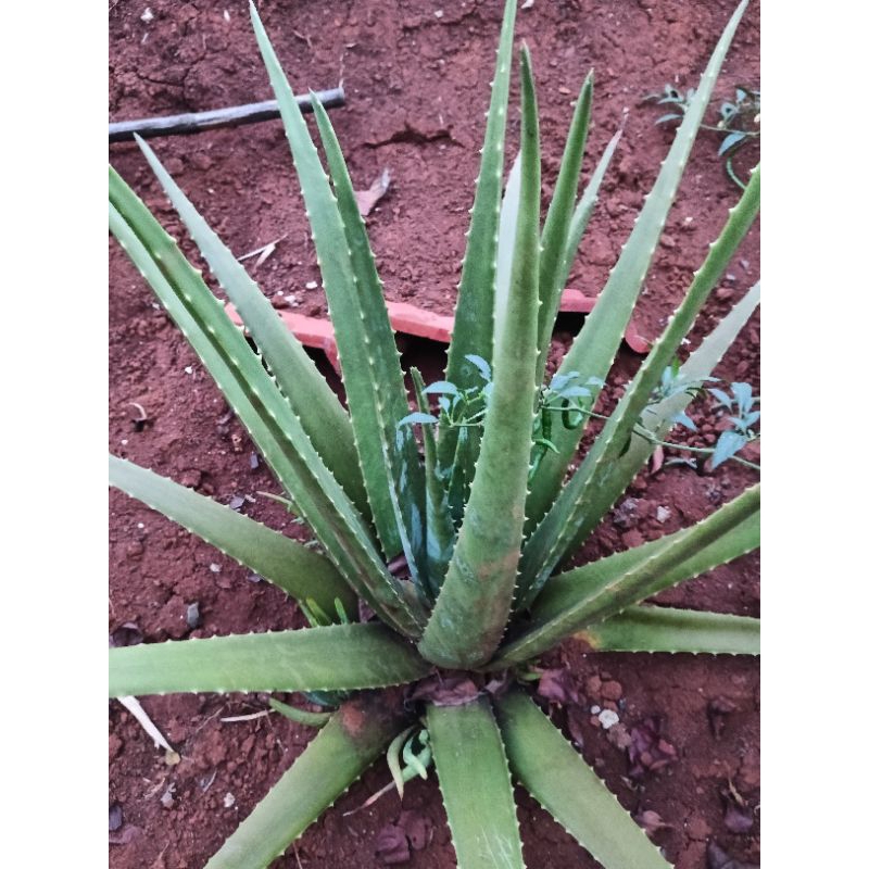 

Pelepah Lidah Buaya Jumbo Alami ll Organic ll Tanpa Pestisida @ 1 Pc