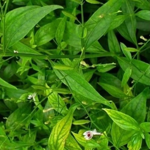 

Daun sambiloto fresh di petik jika ada pesanan 300 grm