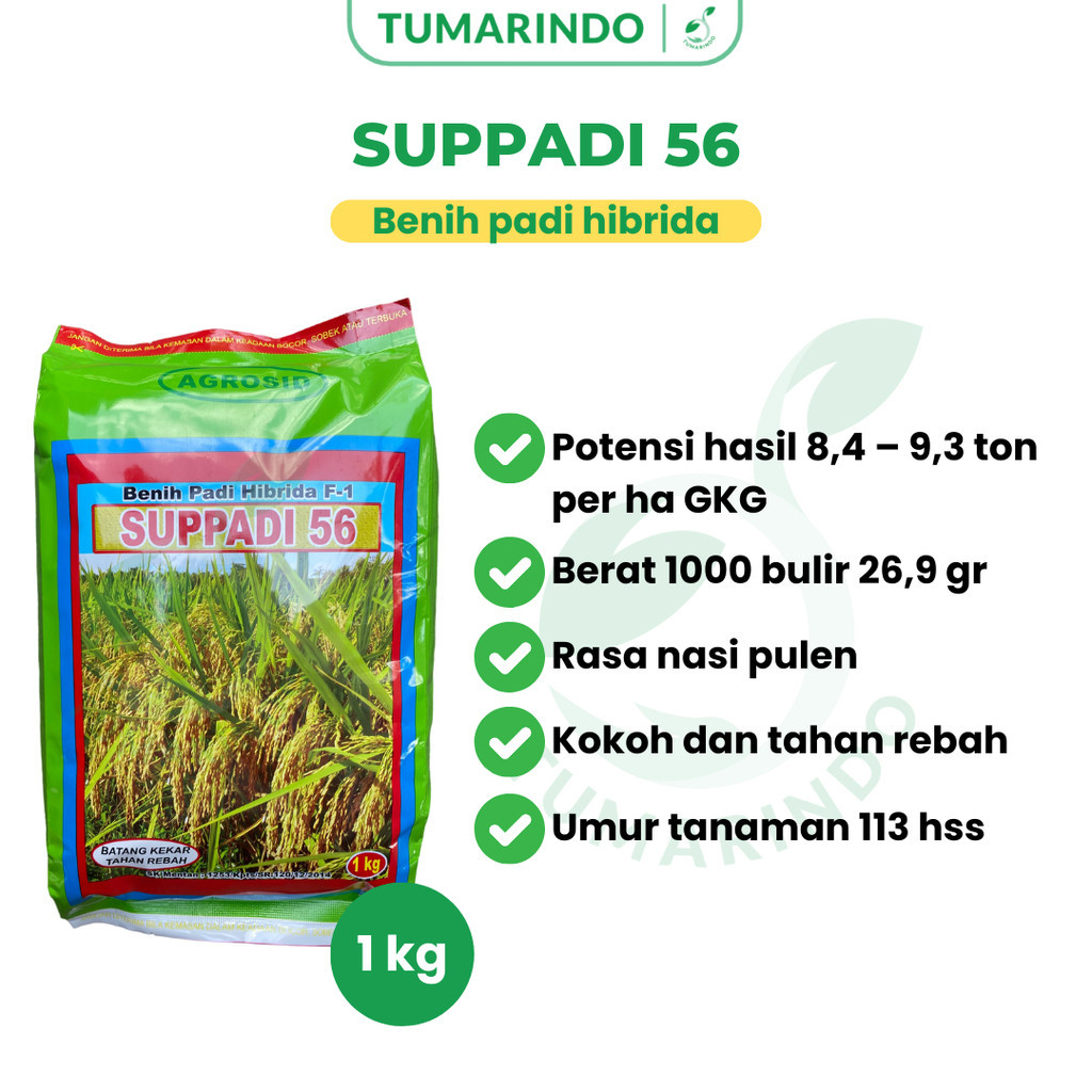 Supadi 56 F1 1 Kg Benih Padi Hibrida Agrosid / Benih Padi Supadi 56 Original