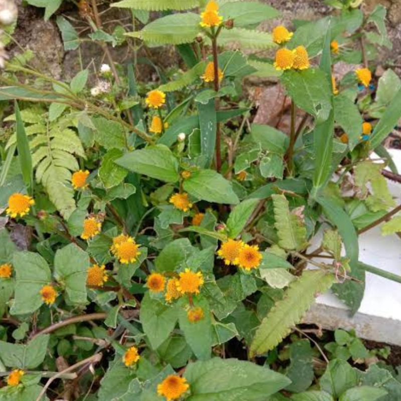 

Daun jotang geletang segar paket 1 kg