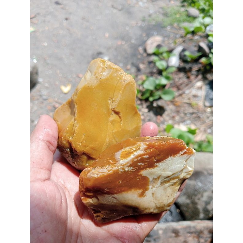 2bongkah forsil bambu