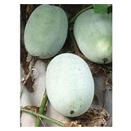 

Buah Bligo/kundur sangat bermanfaat untuk kesehatan