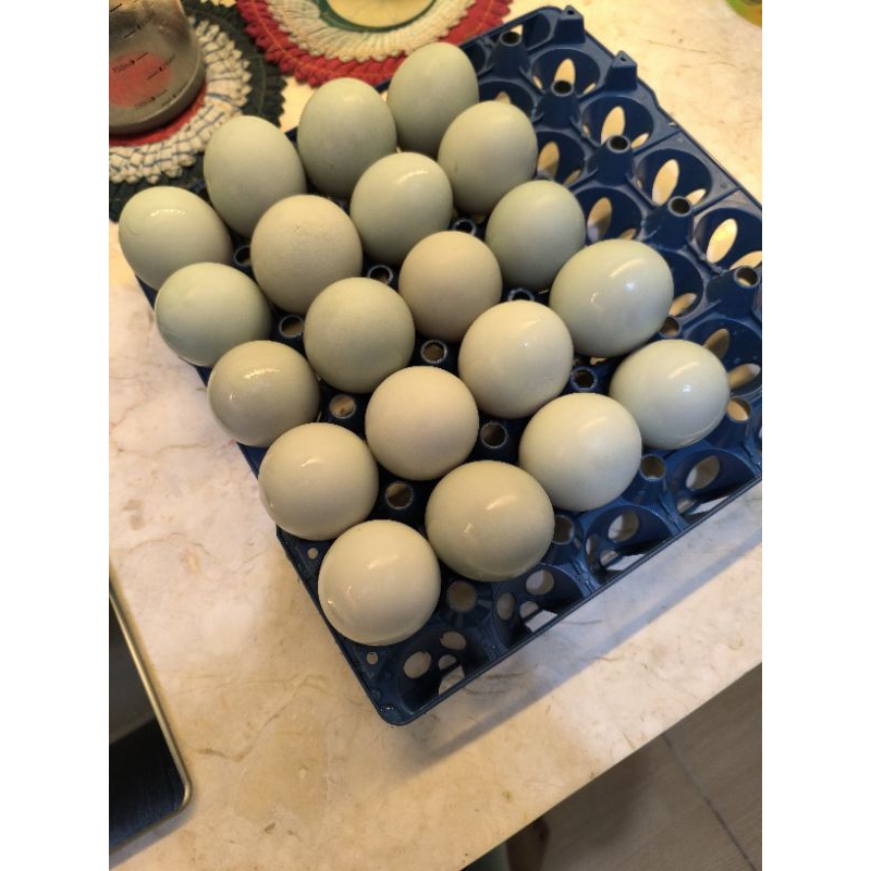 

telur asin masir serdadu