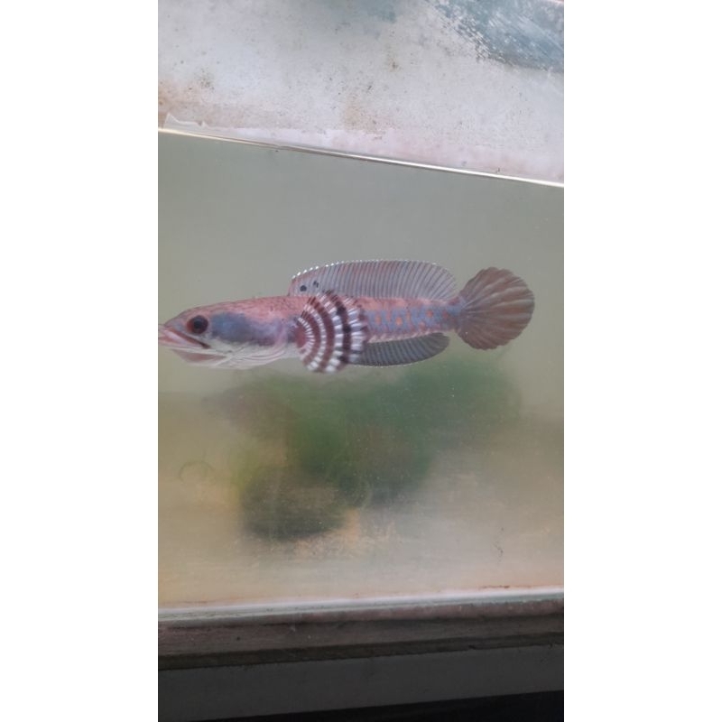 BLUE PULCHRA size 10-13cm single tank bonus stiker