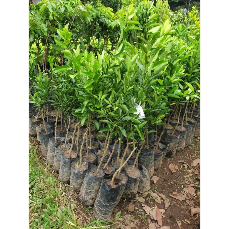 bibit sawo abiu jumbo (okulasi)