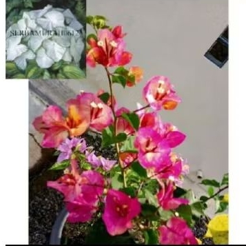 Tanaman hias bugenvil citra India - bunga cantik bugenvil