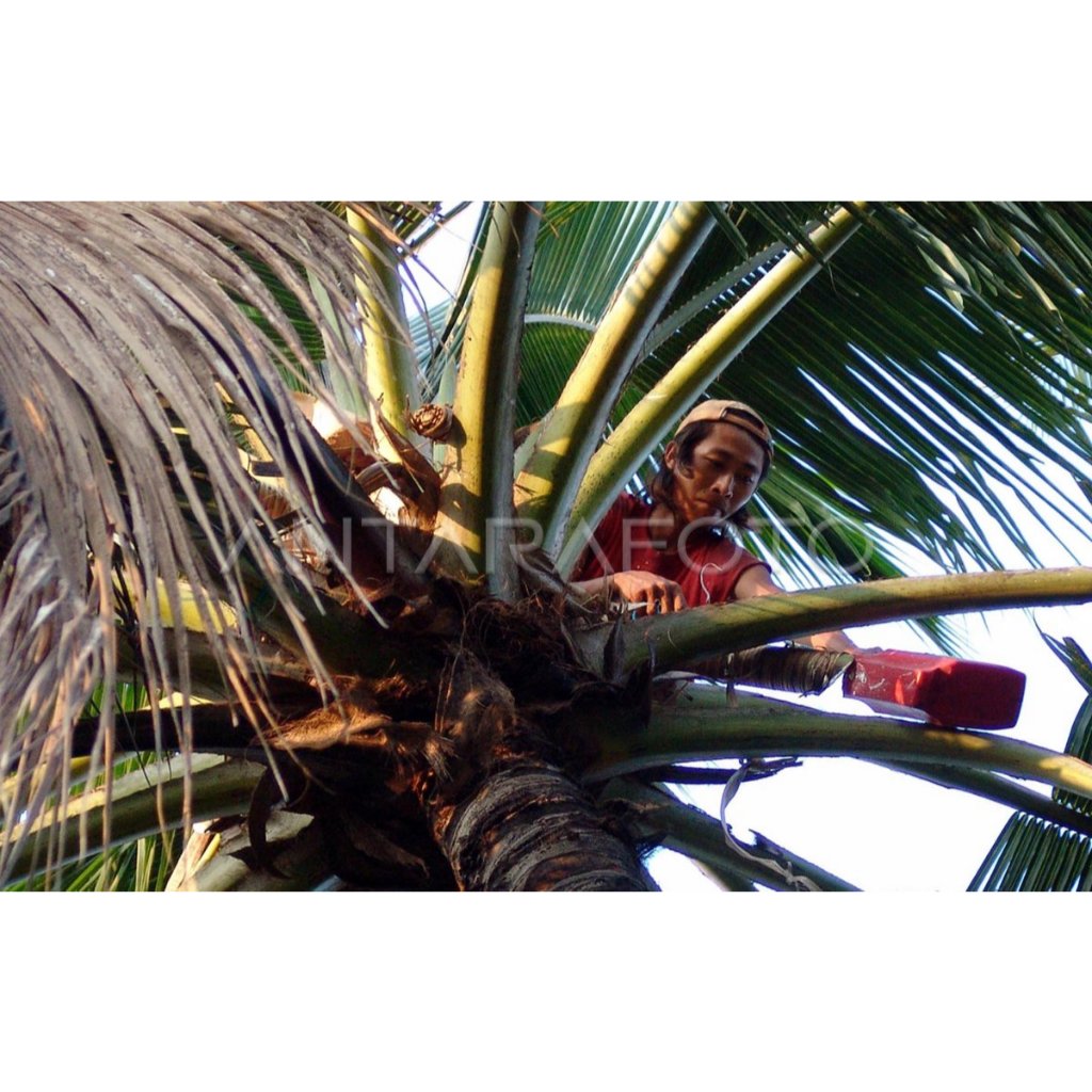 

Gula Kelapa Asli 100% 1 Kg GULA MERAH GULA JAWA ISI BISA COD