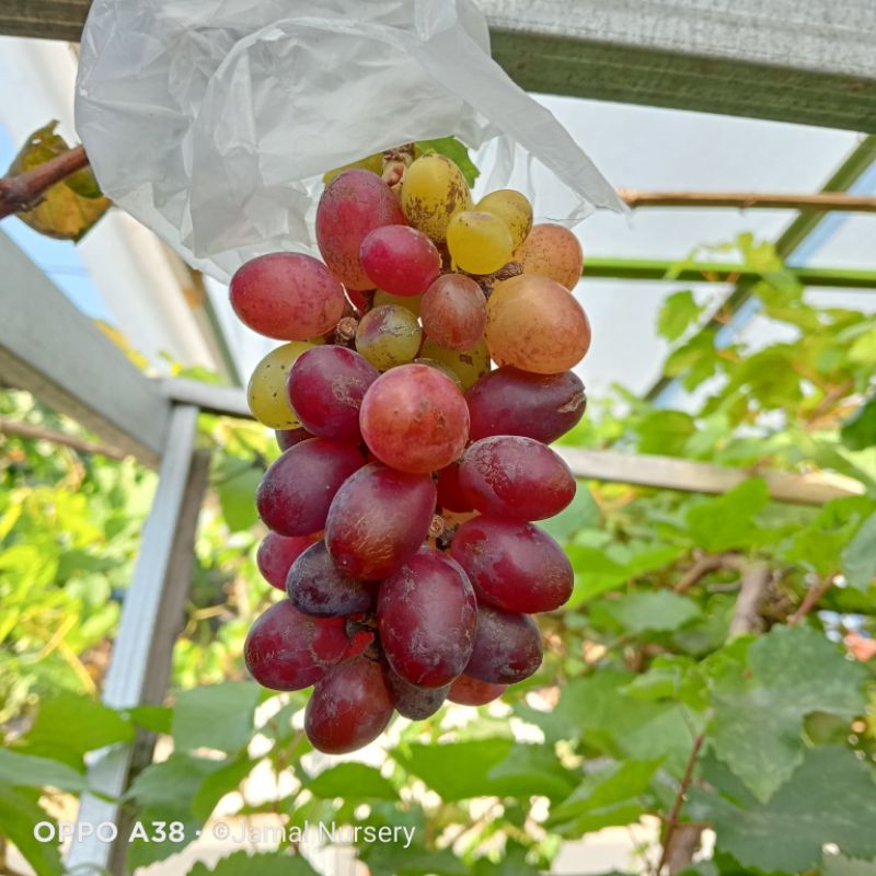 

BIBIT ANGGUR IMPORT URUM