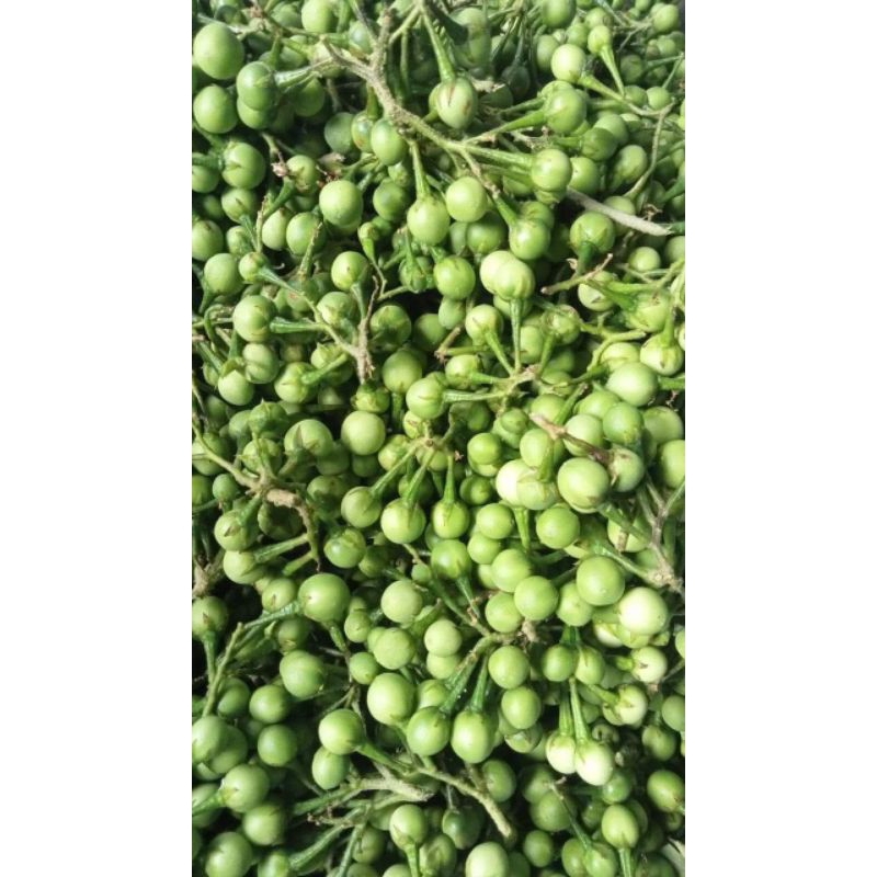 

terong pokak segar 1 kg