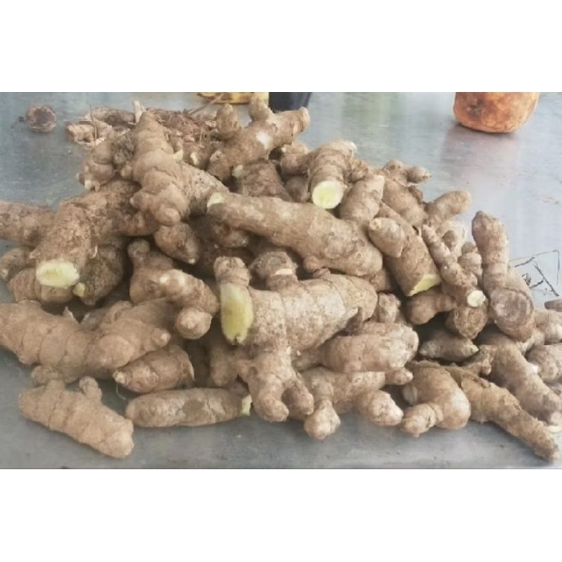 

COD 1 Kg Kunyit Putih / (Curcuma zedoaria) Fresh White