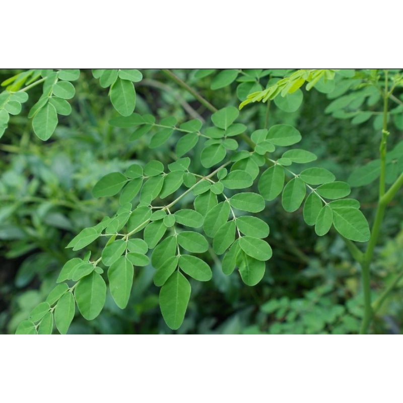 

daun kelor seger fresh dadakan untuk setiap orderan . untuk kesehatan tubuh 100g