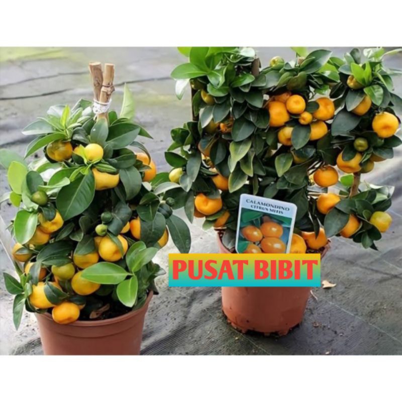 Bibit Jeruk Santang madu sudah Berbuah Besar