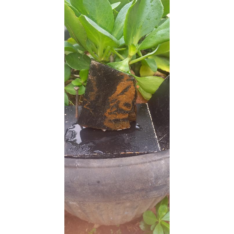 Natural fosil kayu garut 5