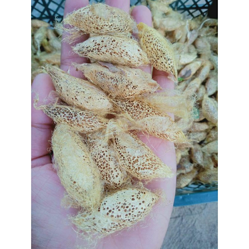 kepompong alpukat size besar (ISI 35)