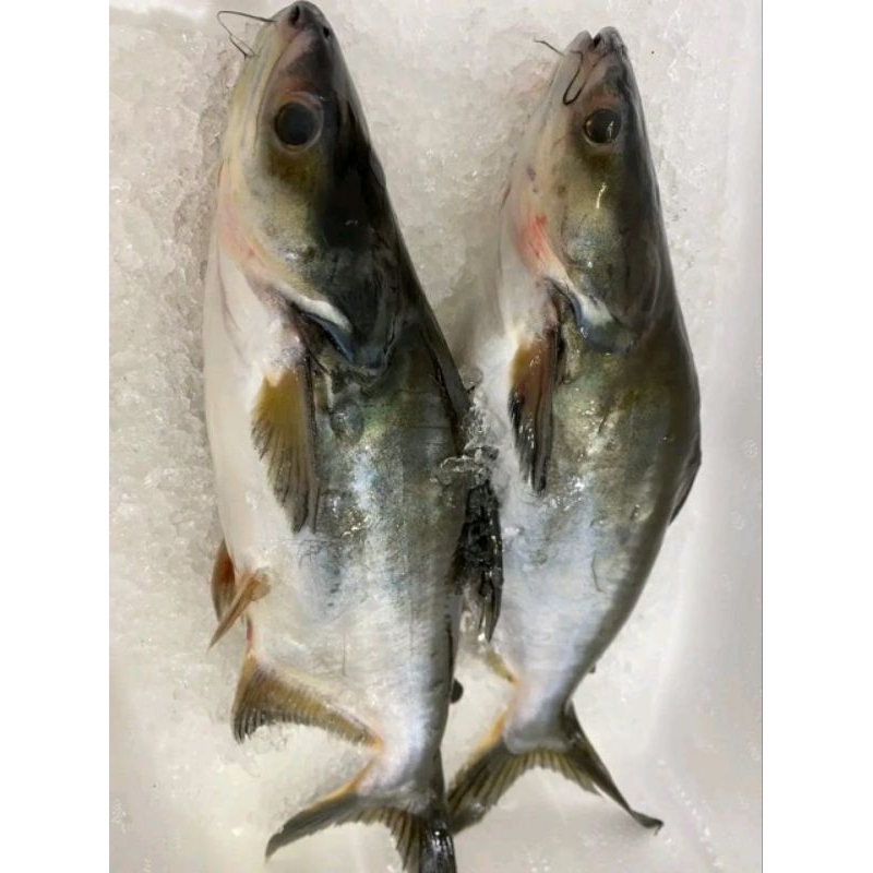 

Ikan patin segar Ikan tambak segar 1kg