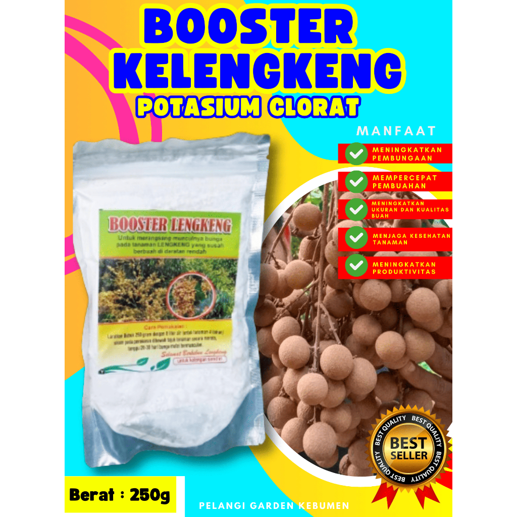PROMO  Boster Kelengkeng Pingpong, Boster Kelengkeng Pingpong Berbuah