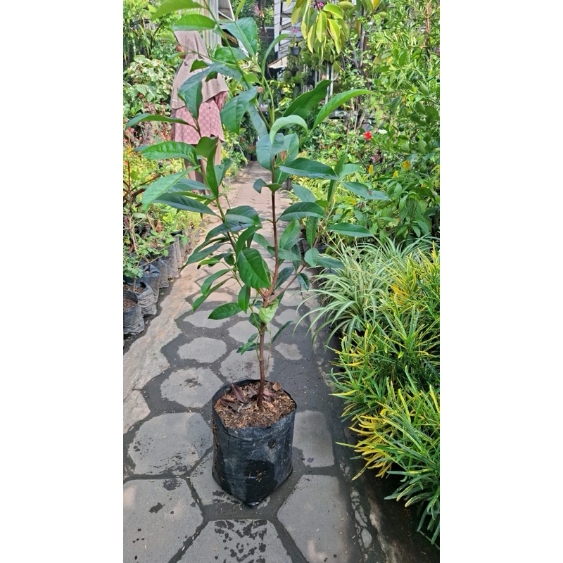 DAUN SALAM / SALAM / TANAMAN DAUN SALAM