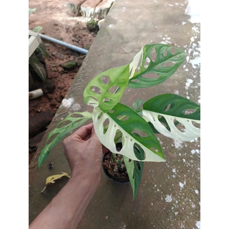 tanaman janbol var japan